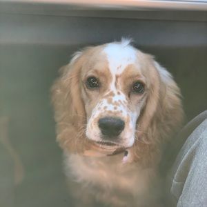 Meet your Posher, Hector